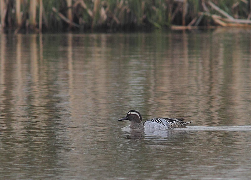 Garganey-47014056