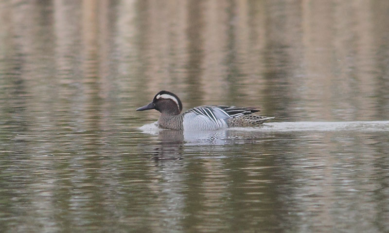 Garganey-47174059