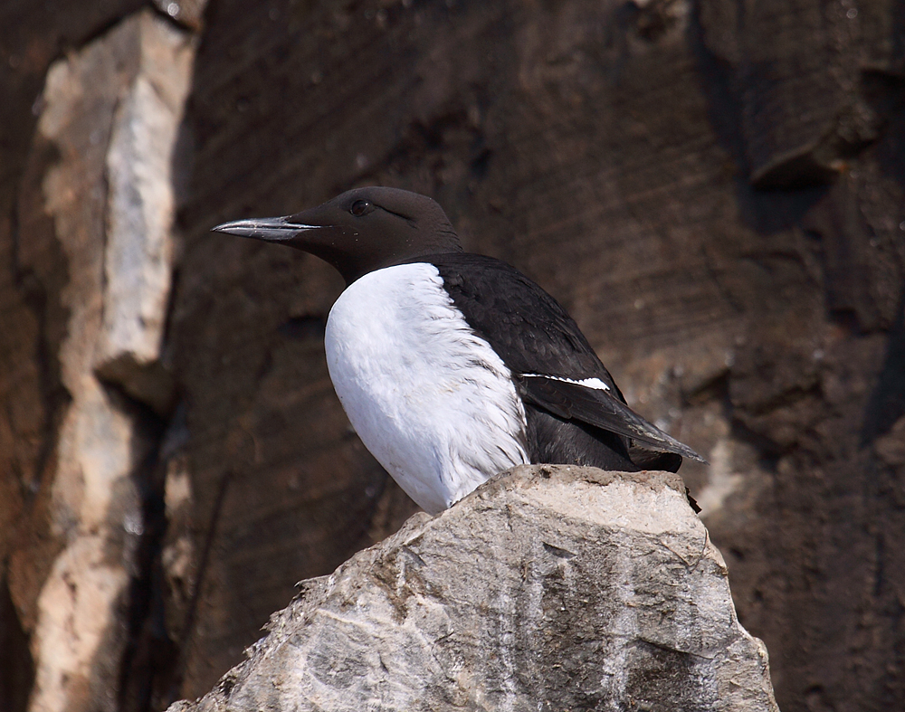 Guillemot 00932646