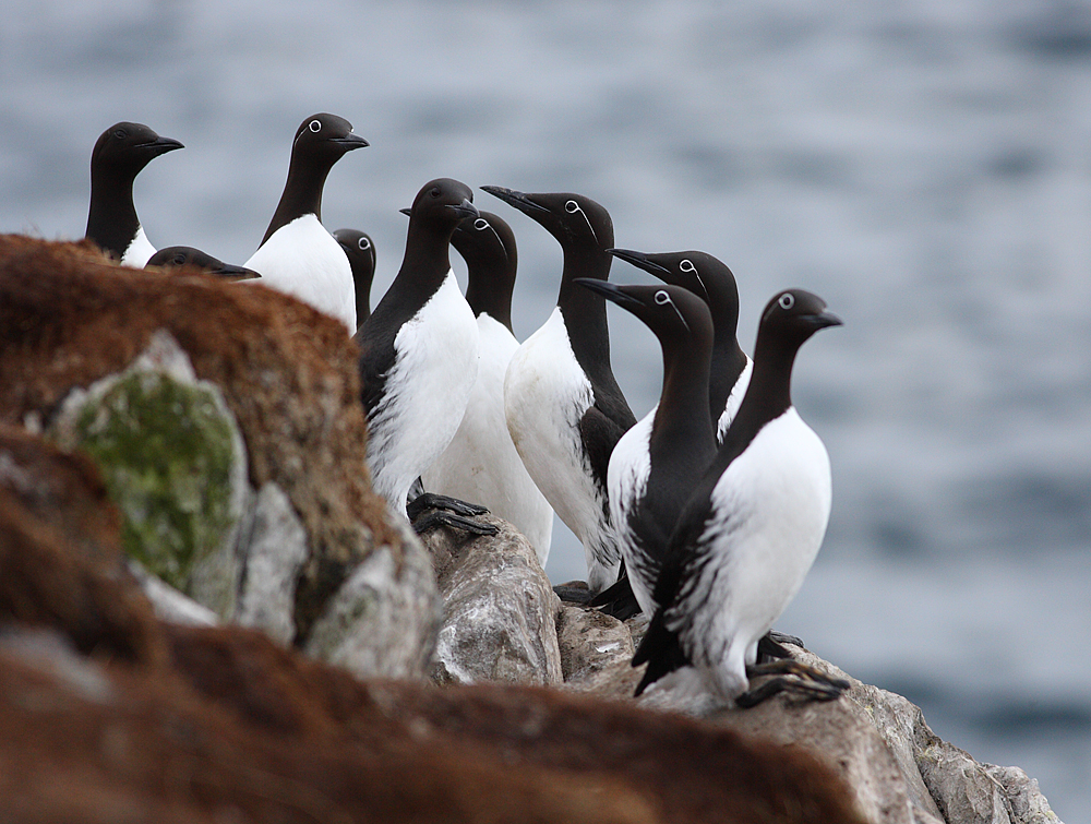 Guillemots 19232640