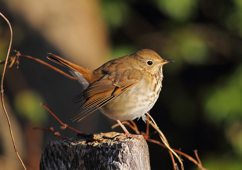 Hermit-thrush-35933928
