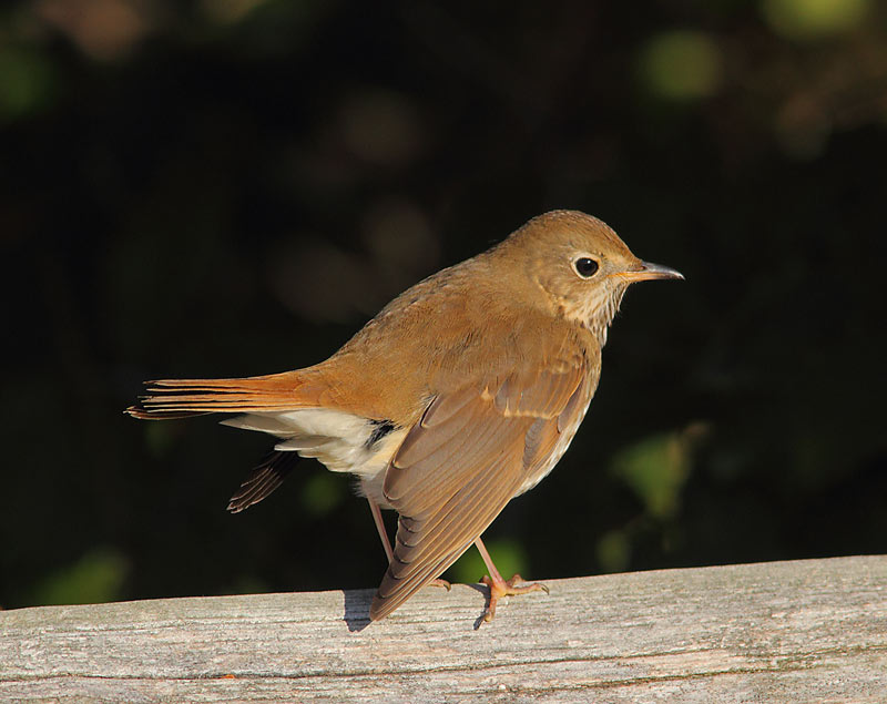 Hermit-thrush-36013929