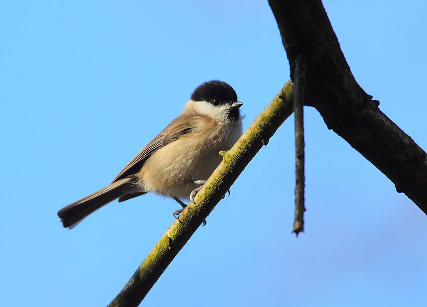 Marsh-Tit-44964028