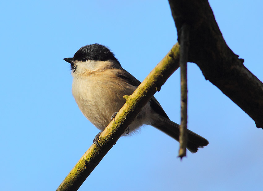Marsh-Tit-44984027