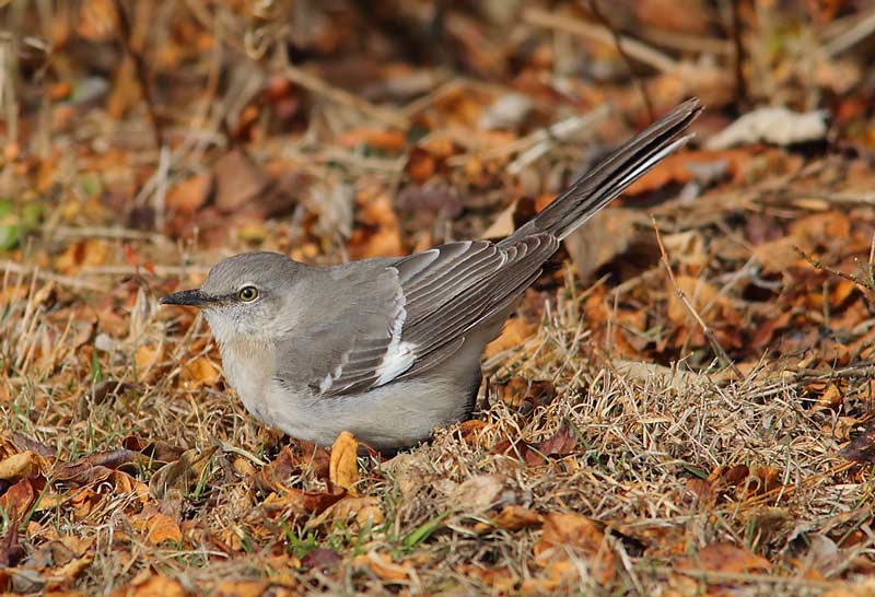 Mocking-Bird-25533962