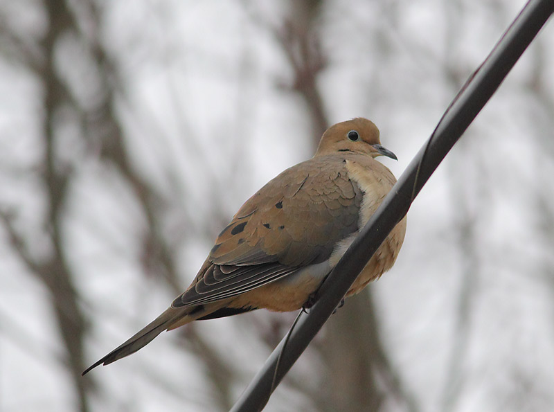 Morning-Dove-39683904