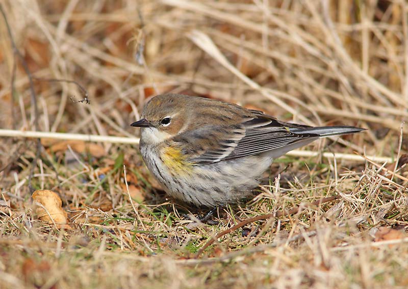 Myrtle-Warbler-26353970