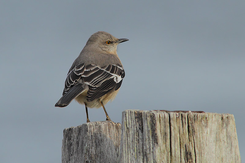NORTHERN-MOCKINGBIRD-02513975