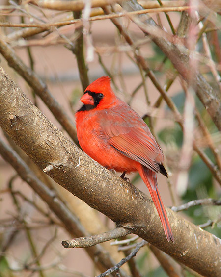 Northern-Cardinal-26513971