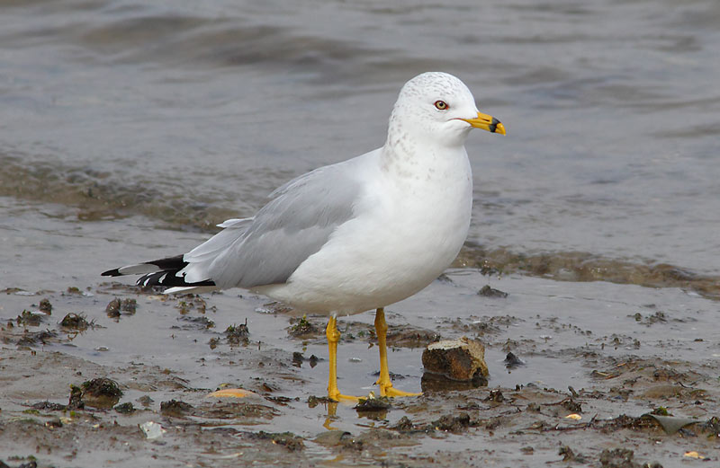 RBGull-36823890
