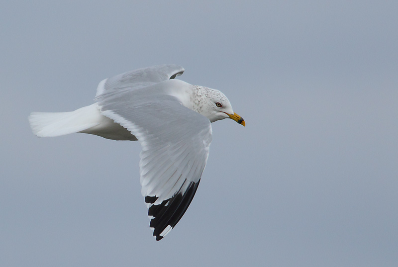 RBGull-37233894