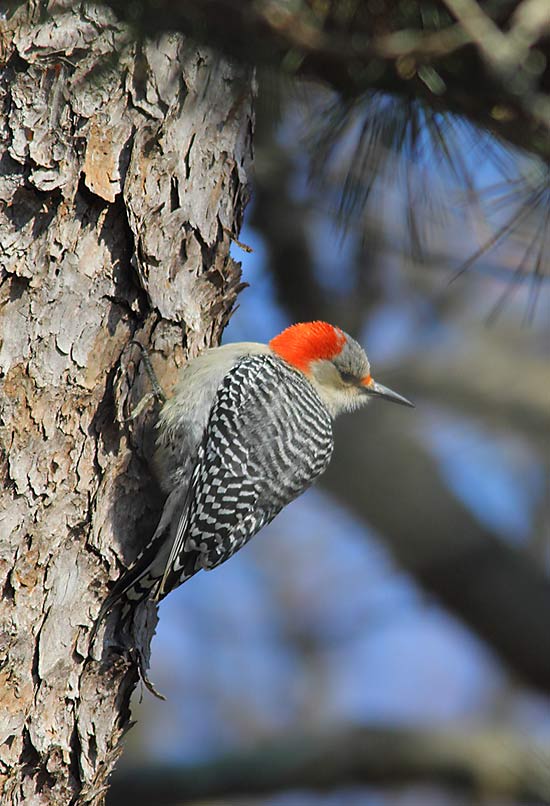 RED-BELLIED-WOODPECKER-28113905
