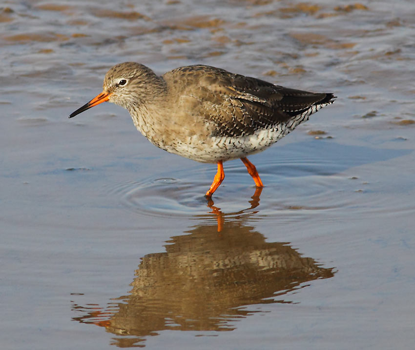 Redshank-44584026