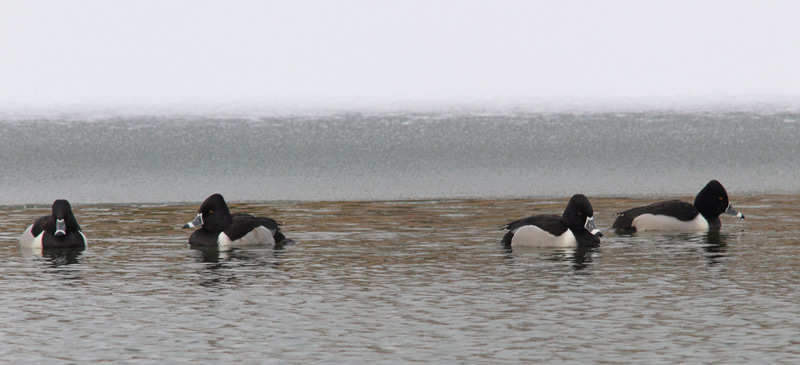 Ring-Necked-Duck-21993934