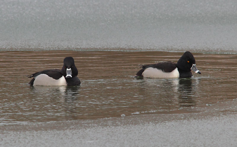 Ring-Necked-Duck-22013935