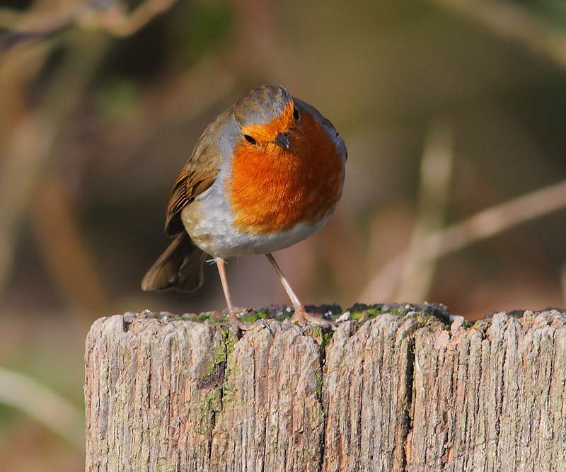 Robin-46174045