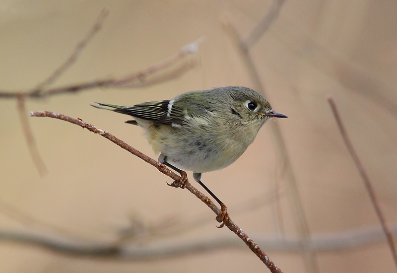 Ruby-crowned-Kinglet-24753956