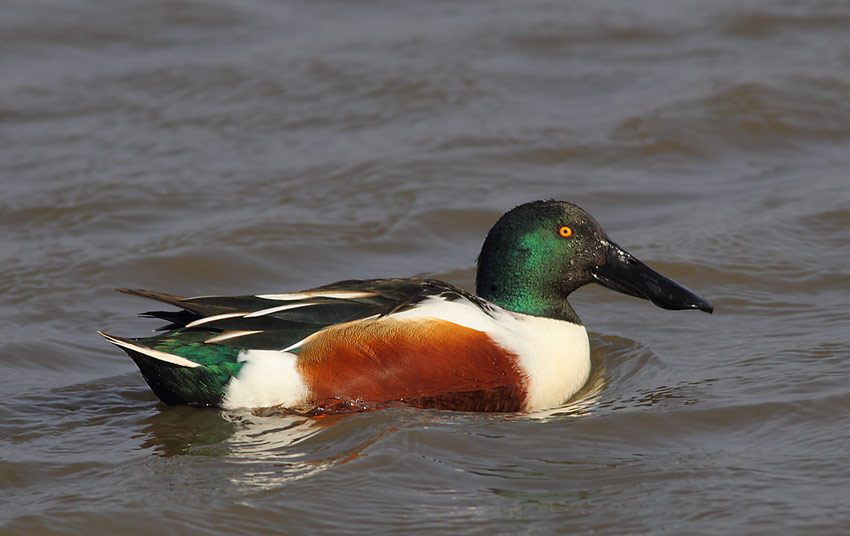 Shoveler-43614022