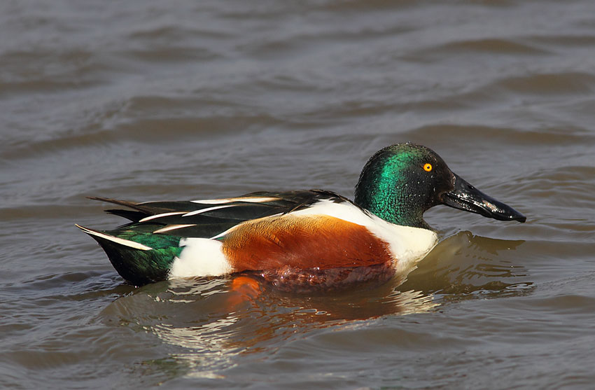 Shoveler-43664023