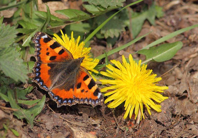 Small-Tortoiseshell-46654055
