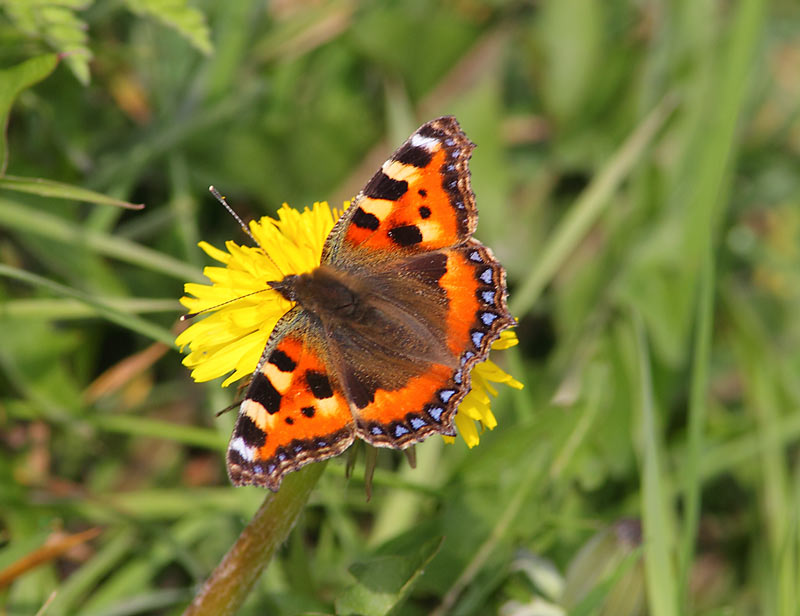 Small-Tortoiseshell-46844054