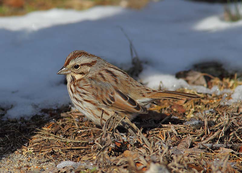 Song-Sparrow-30183917