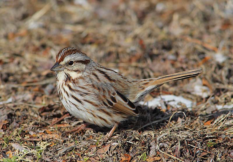 Song-Sparrow-30333918