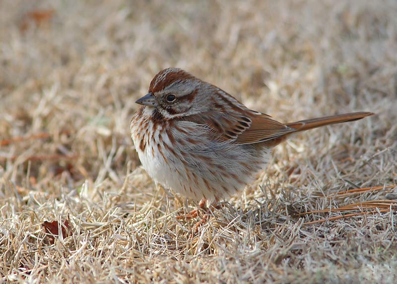 Song-Sparrow-36773888