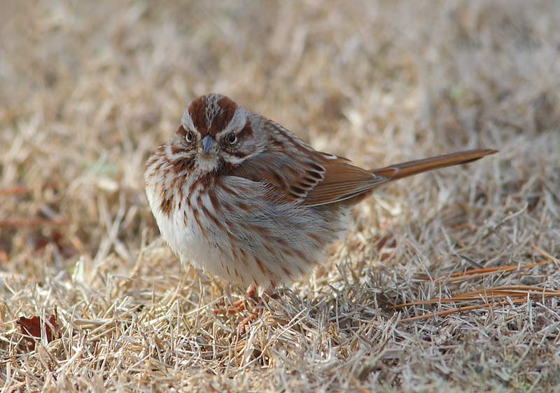 Song-Sparrow-36783889