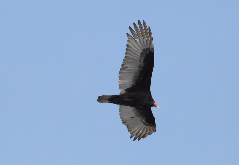 Turkey-Vulture-26153969