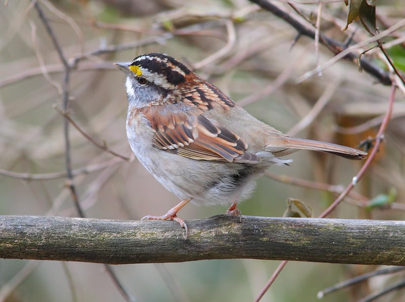 White-thrated-Sparrow-39333901