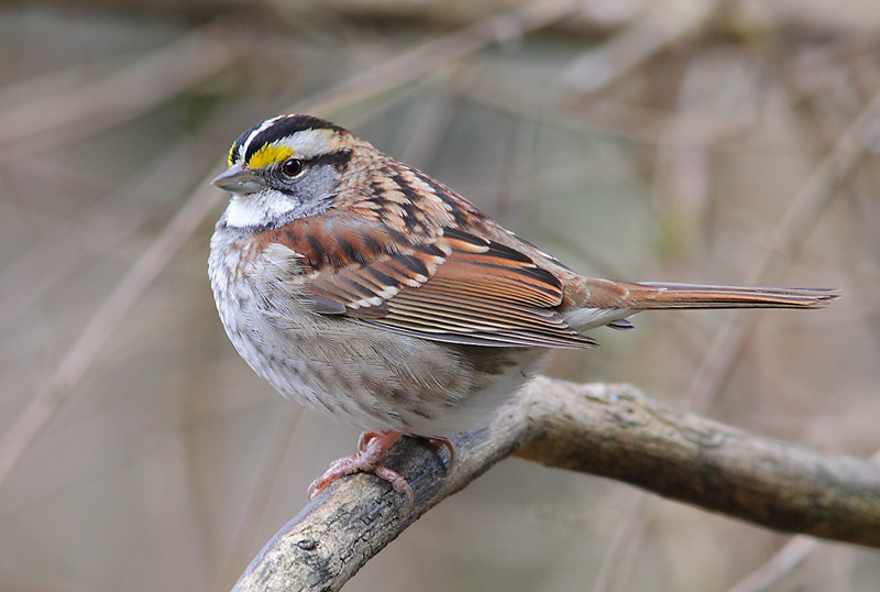 White-thrated-Sparrow-39573902