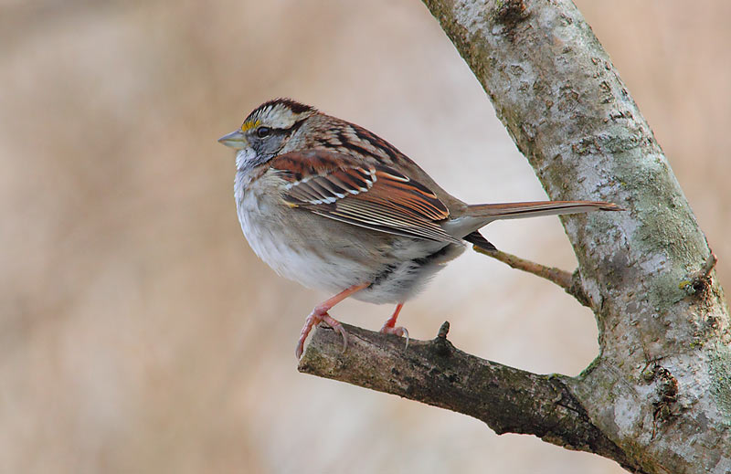 White-throated-Sparrow-24483955