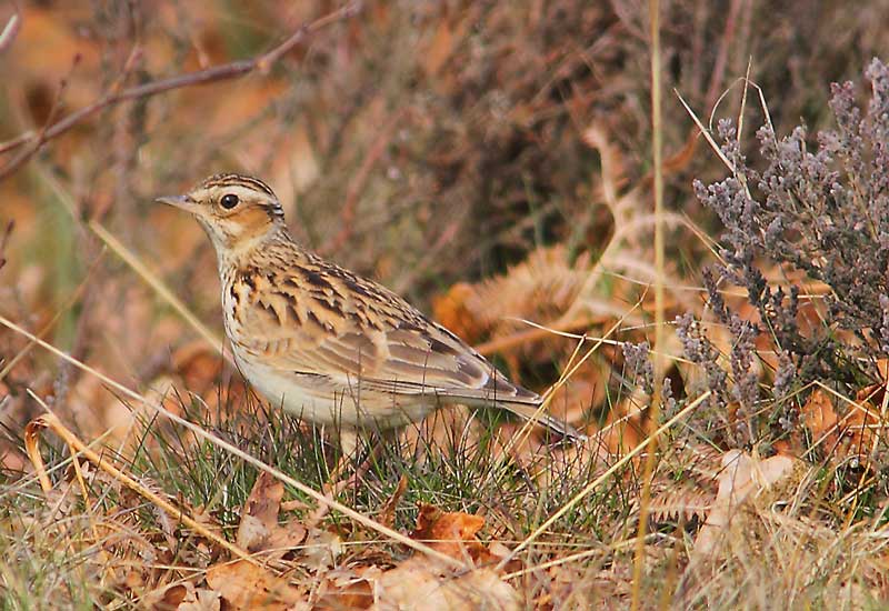Woodlark-46614051
