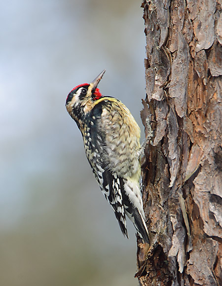 YBSapsucker-1861023973