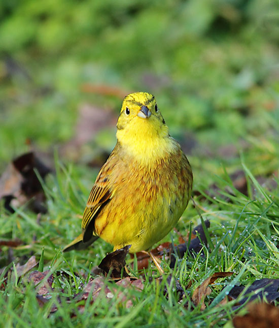 Yellowhammer-45154043