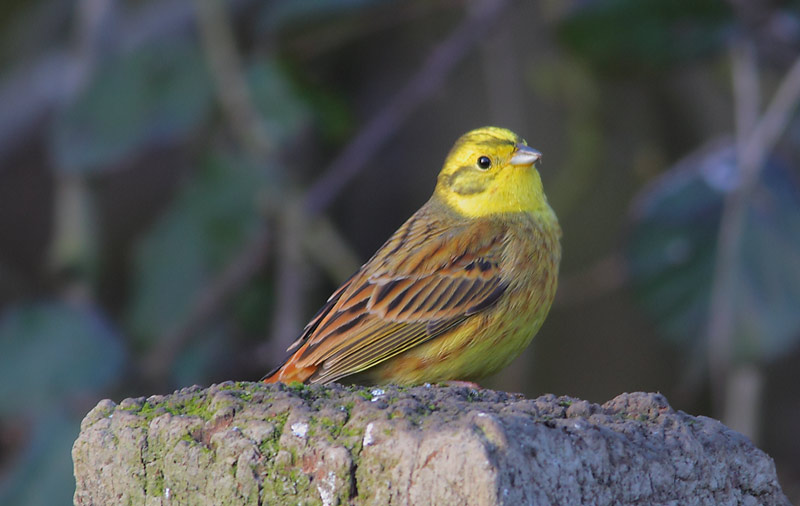 Yellowhammer-45624036