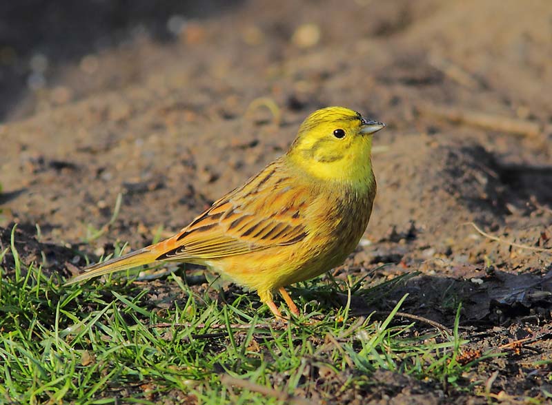 Yellowhammer-45764040