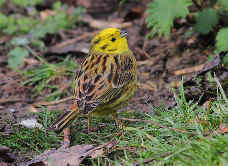 Yellowhammer-46304041