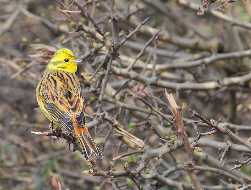 Yellowhammer-46764053