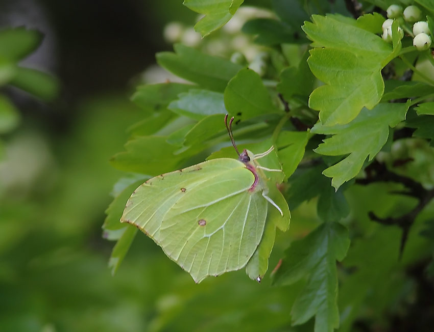 Brimstone-53904110