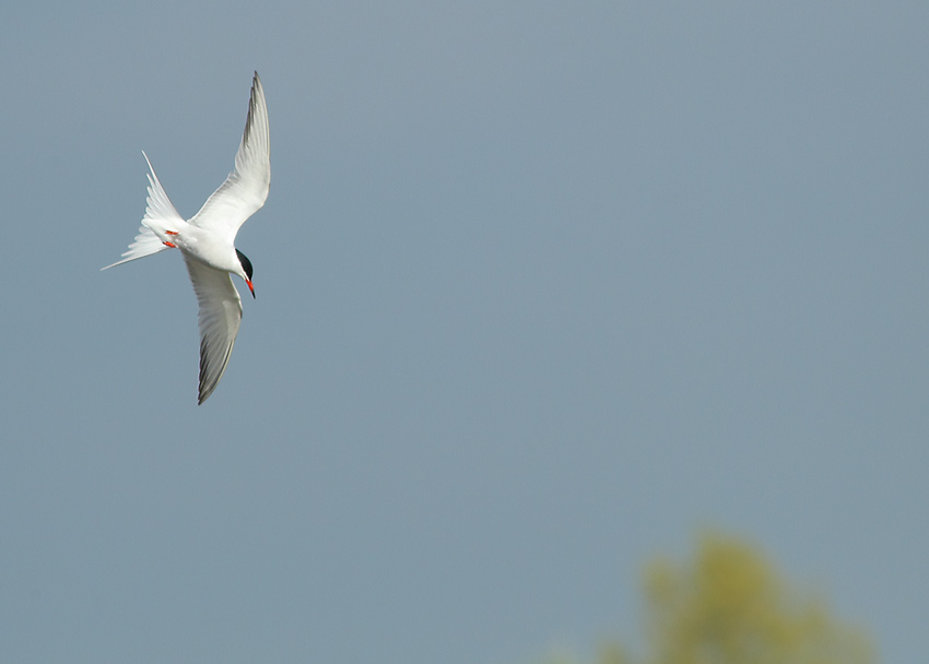 Common-Tern-52764109