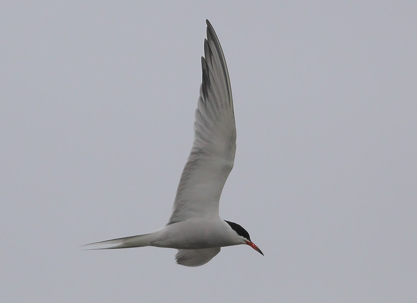 Common-tern-52164107