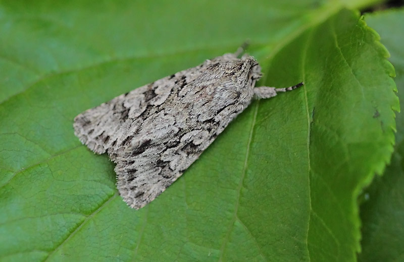 First Moth Trap of 2014 | tonydavisonphotography.com