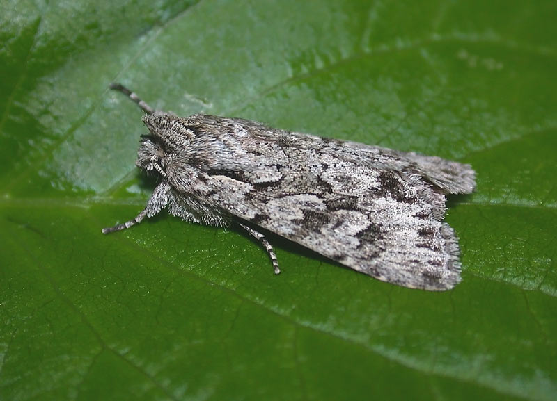 Early-Grey-Apr14-86674064
