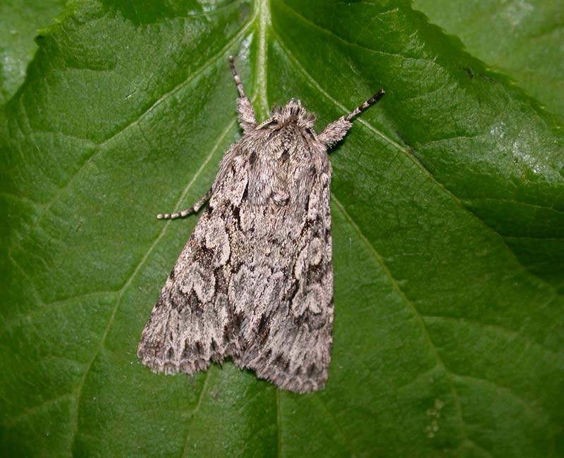 Early-Grey-Apr14-86774065