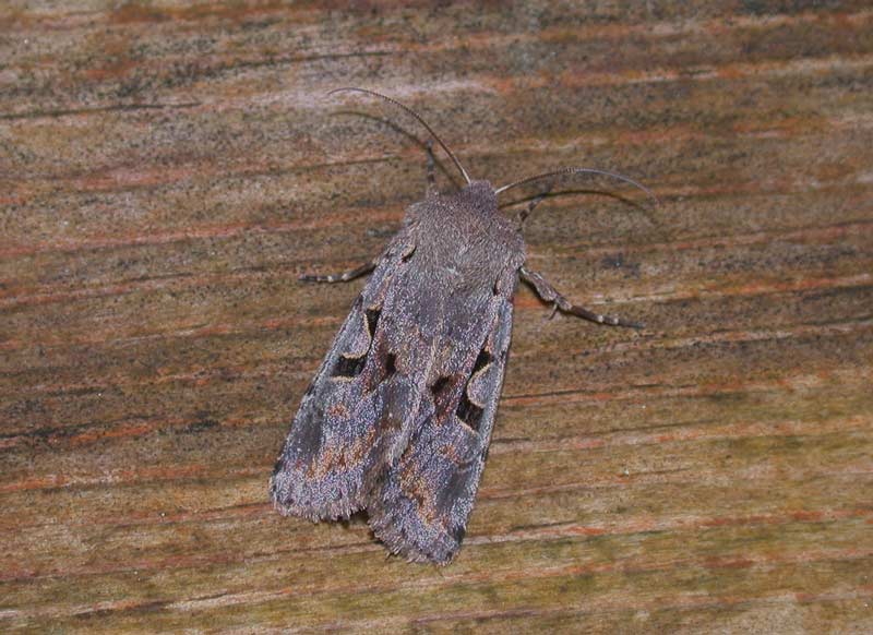 Hebrew-Character-Apr14-86814066
