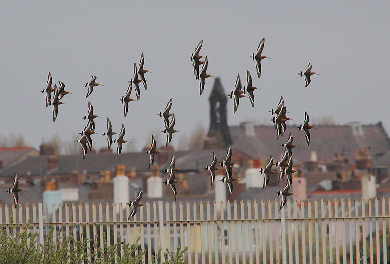 Icelandic-Blk-T-Godwit-48274071