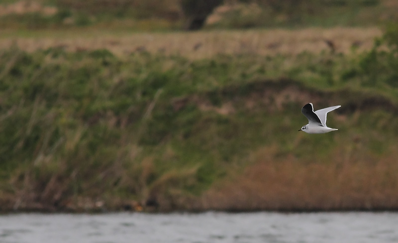 Little-Gull-48044069