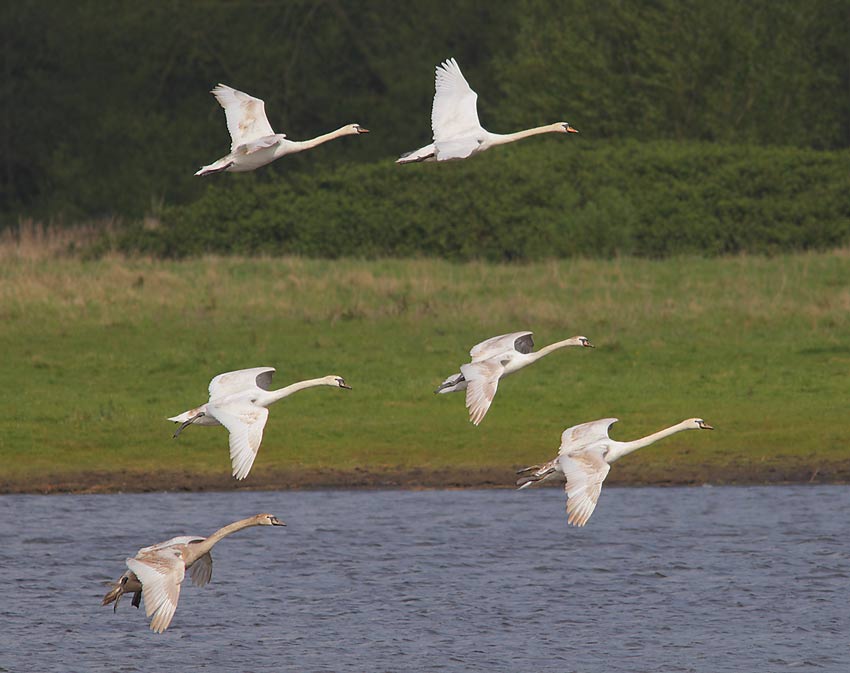 Mute-Swan-53024115